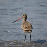 Welke nummer bel ik voor een onbetaalde nota in de GGZ?