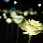 Hoe kan ik mijn mobiele nummer in jullie e-mail aanpassen?