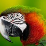 Wat is het telefoonnummer van Amazon klantenservice Nederland?